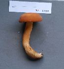 Lactarius volemus image